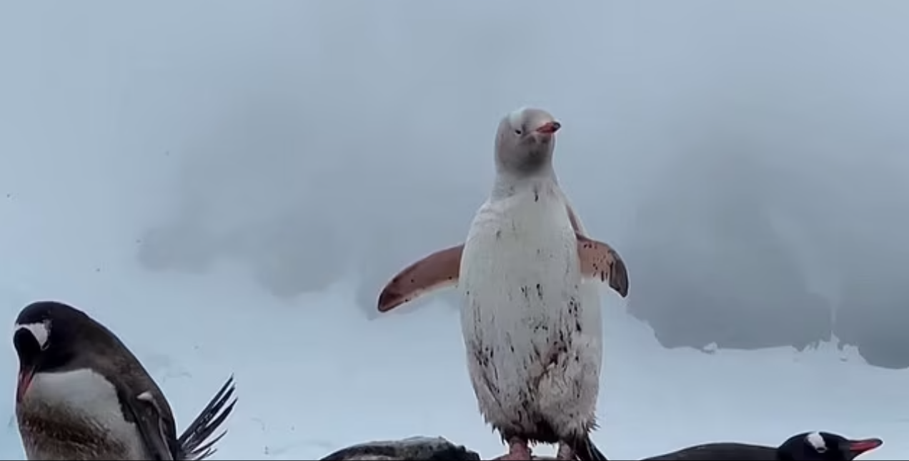 Надзвичайно рідкісного білого пінгвіна помітили в Антарктиді (фото і відео)